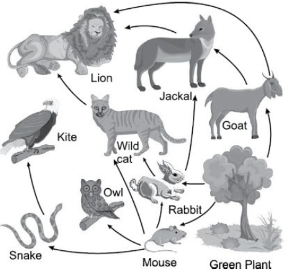 CBSE Class 10 Science Our Environment Worksheet