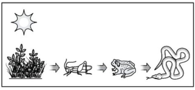 CBSE Class 10 Science Our Environment Worksheet 