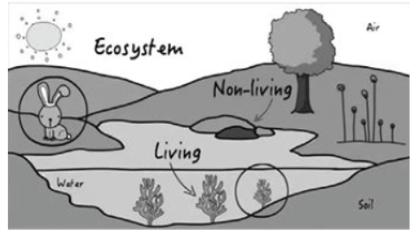 CBSE Class 10 Science Our Environment Worksheet