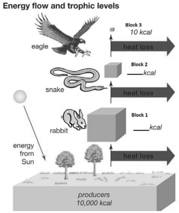 CBSE Class 10 Science Our Environment Worksheet