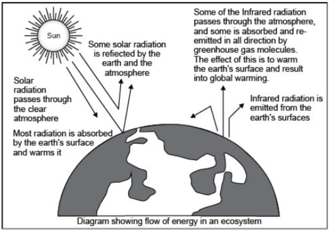 CBSE Class 10 Science Our Environment Worksheet