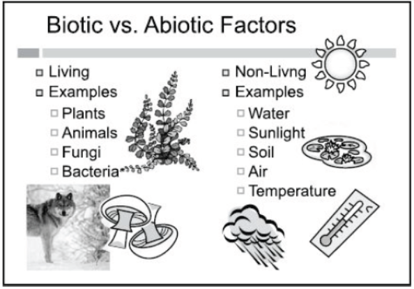 CBSE Class 10 Science Our Environment Worksheet