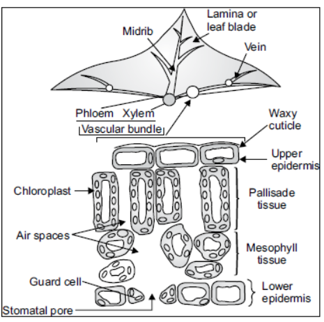 CBSE Class 10 Science VBQs 