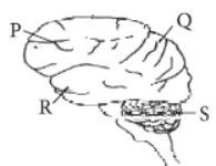 CBSE Class 11 Biology HOTs Neural Control and Coordination