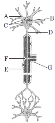 CBSE Class 11 Biology HOTs Neural Control and Coordination