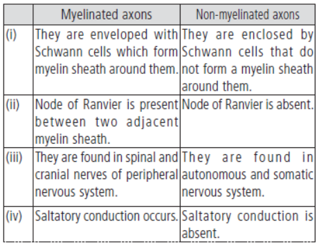 CBSE Class 11 Biology HOTs Neural Control and Coordination