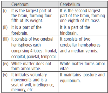 CBSE Class 11 Biology HOTs Neural Control and Coordination