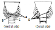 CBSE Class 11 Biology Hots Chemical Coordination and Integration