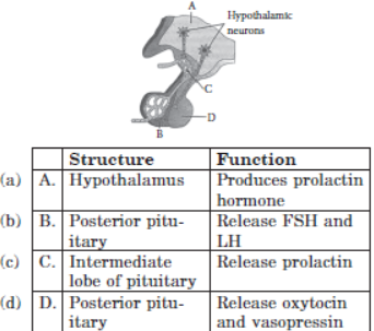 CBSE Class 11 Biology VBQs Chemical Coordination and Integration