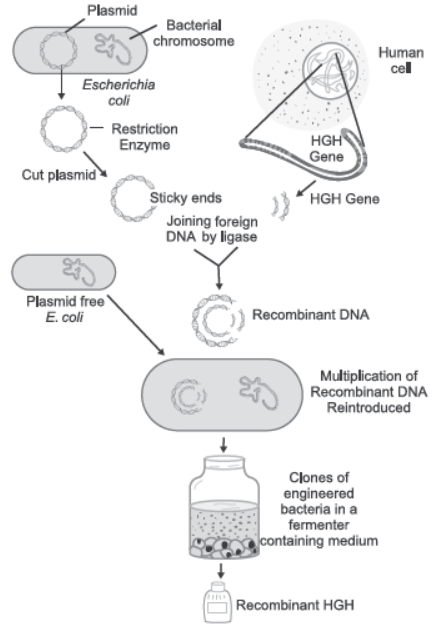 CBSE Class 12 Biology Biotechnology and Its Applications Worksheet Set A