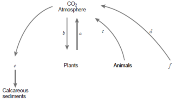 CBSE Class 12 Biology Ecosystem Question Bank