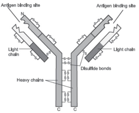 CBSE Class 12 Biology Human Health And Diseases Question Bank_1