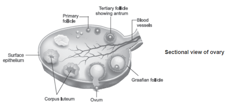 CBSE Class 12 Biology Human Reproduction Worksheet Set D_1