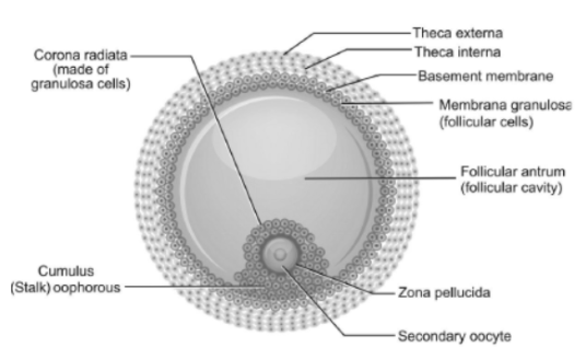 CBSE Class 12 Biology Human Reproduction Worksheet Set D_1