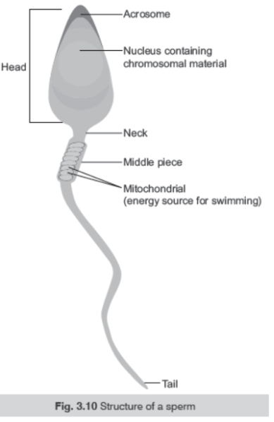 CBSE Class 12 Biology Human Reproduction Worksheet Set D_1