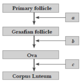 CBSE Class 12 Biology Human Reproduction Worksheet Set D_1