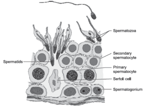 CBSE Class 12 Biology Human Reproduction Worksheet Set F