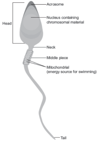 CBSE Class 12 Biology Human Reproduction Worksheet