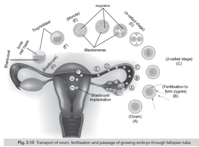 CBSE Class 12 Biology Human Reproduction Worksheet