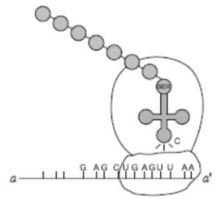 CBSE Class 12 Biology Molecular Basis of Inheritance Question Bank