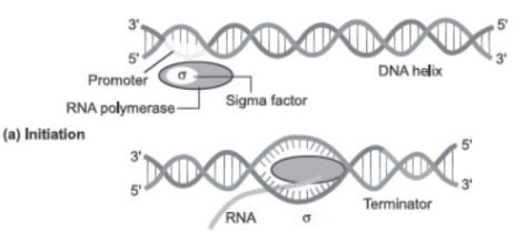 CBSE Class 12 Biology Molecular Basis of Inheritance Question Bank