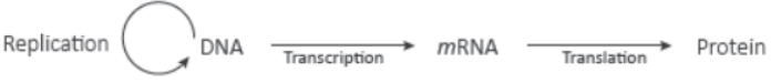 CBSE Class 12 Biology Molecular Basis of Inheritance Question Bank