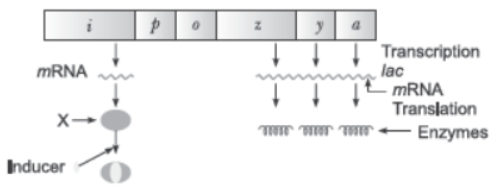 CBSE Class 12 Biology Molecular Basis of Inheritance Question Bank