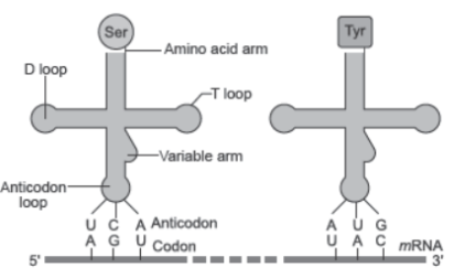 CBSE Class 12 Biology Molecular Basis of Inheritance Question Bank