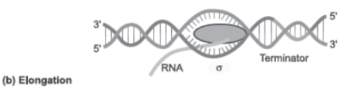 CBSE Class 12 Biology Molecular Basis of Inheritance Question Bank