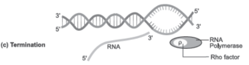 CBSE Class 12 Biology Molecular Basis of Inheritance Question Bank