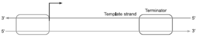 CBSE Class 12 Biology Molecular Basis of Inheritance Question Bank