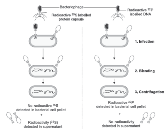 CBSE Class 12 Biology Molecular Basis of Inheritance Worksheet Set A