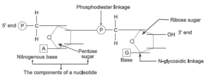 CBSE Class 12 Biology Molecular Basis of Inheritance Worksheet Set A