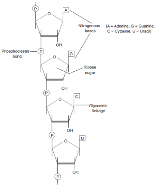 CBSE Class 12 Biology Molecular Basis of Inheritance Worksheet Set A