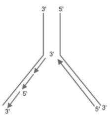 CBSE Class 12 Biology Molecular Basis of Inheritance Worksheet Set A