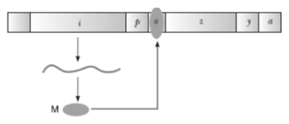 CBSE Class 12 Biology Molecular Basis of Inheritance Worksheet Set B