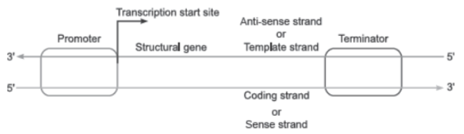 CBSE Class 12 Biology Molecular Basis of Inheritance Worksheet Set B