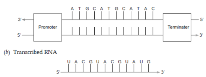 CBSE Class 12 Biology Molecular Basis of Inheritance Worksheet Set C