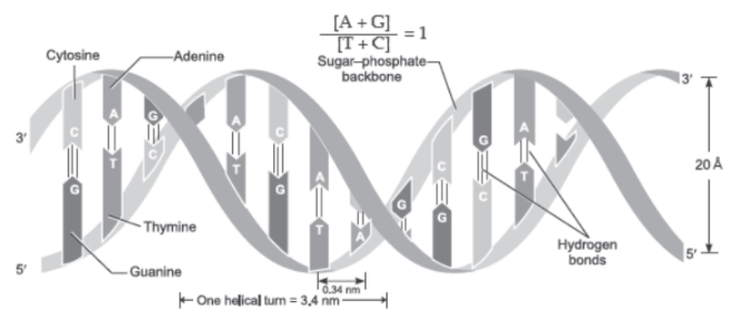 CBSE Class 12 Biology Molecular Basis of Inheritance Worksheet Set D