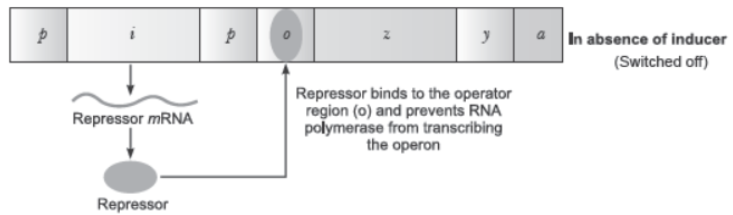 CBSE Class 12 Biology Molecular Basis of Inheritance Worksheet Set E