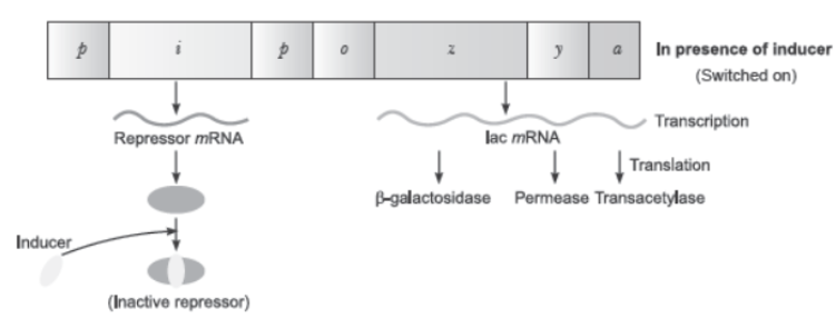 CBSE Class 12 Biology Molecular Basis of Inheritance Worksheet Set E