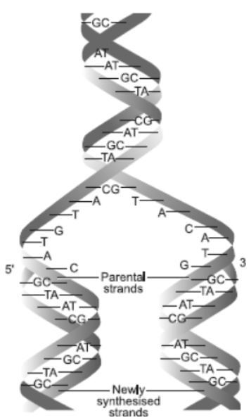 CBSE Class 12 Biology Molecular Basis of Inheritance Worksheet Set F