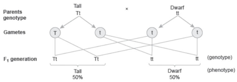 CBSE Class 12 Biology Principles of Inheritance And Variation Question Bank