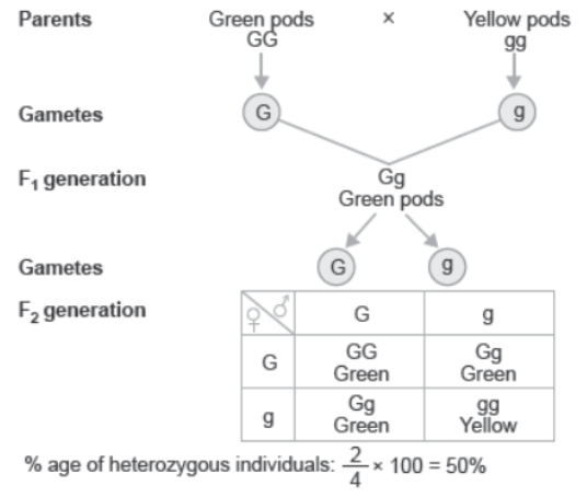 CBSE Class 12 Biology Principles of Inheritance And Variation Question Bank