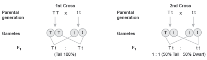 CBSE Class 12 Biology Principles of Inheritance And Variation Worksheet Set A