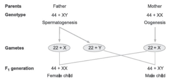 CBSE Class 12 Biology Principles of Inheritance And Variation Worksheet Set A