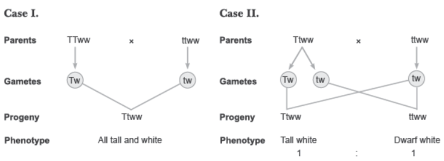 CBSE Class 12 Biology Principles of Inheritance and Variation Worksheet Set C