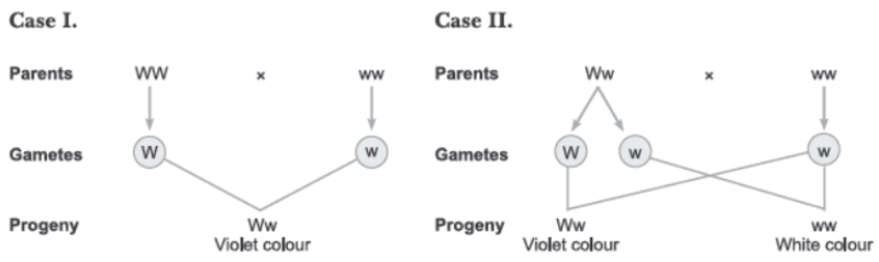 CBSE Class 12 Biology Principles of Inheritance and Variation Worksheet Set C