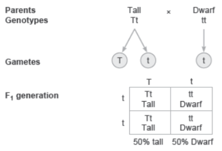 CBSE Class 12 Biology Principles of Inheritance and Variation Worksheet Set C