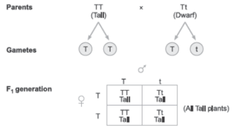 CBSE Class 12 Biology Principles of Inheritance and Variation Worksheet Set D